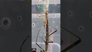 Famous Helping my stick insects moult #shorts #stickinsect #nuichuarabaeyae Profile