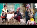 Single girl given 2 goats by her mother  harvesting cucumbers to sell at lam binh market