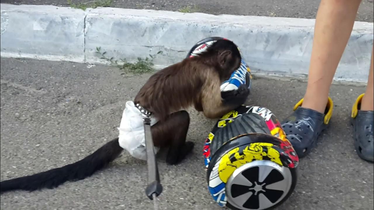 Обезьяна на велосипеде