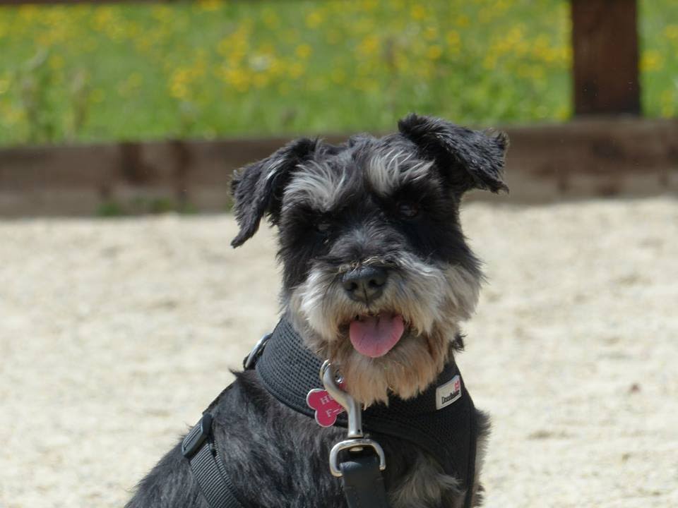 Hugo Miniature Schnauzer 2 Week Residential Dog Training at