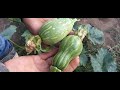 caldo de Res con las mejores verduras del campo recien cortadas