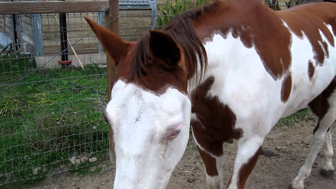Forget Me Not Farm Reno's intro