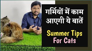 गर्मियों में काम आएगी ये बातें || Cat Care In Summer #cat #persiancat @nawazbilliwala1886