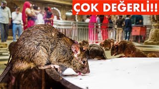 Hindistan'da KUTSAL FARELER Tapınağına gittim..(Fareye inanmak)