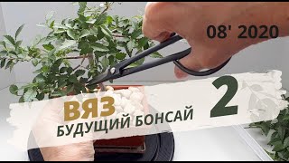 Бонсай из вяза. Начало | Часть 2| Август 2020