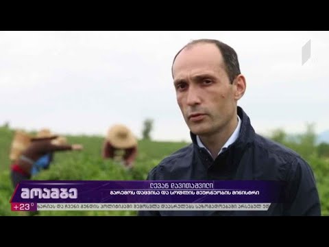 სახელმწიფო პროგრამა „ქართული ჩაი“