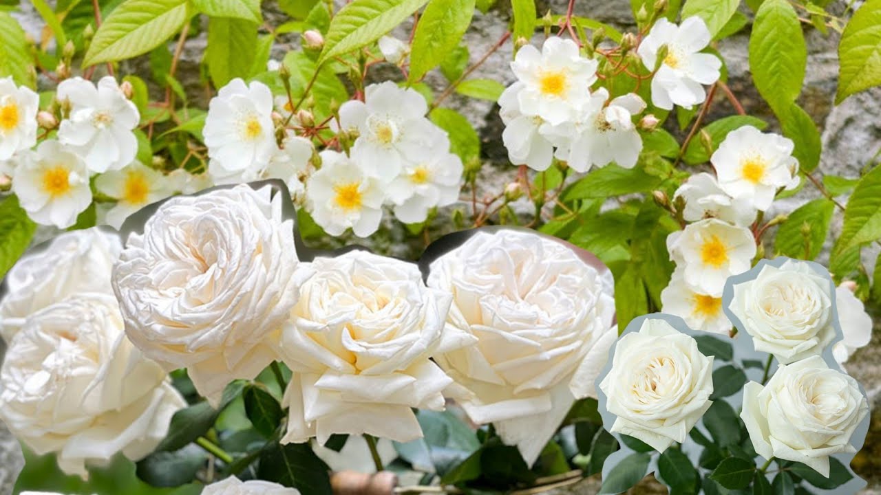 แนะนำกุหลาบน่าปลูก | สีขาว | EP.306 | คนบ้ากุหลาบ