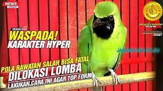 JELI DAN NYATA❗CUCAK IJO YG KARAKTER HYPER,MUDAH ON🔥 HATI-HATI SAAT KONDISIKAN DILAPANGAN|KICAUMANIA