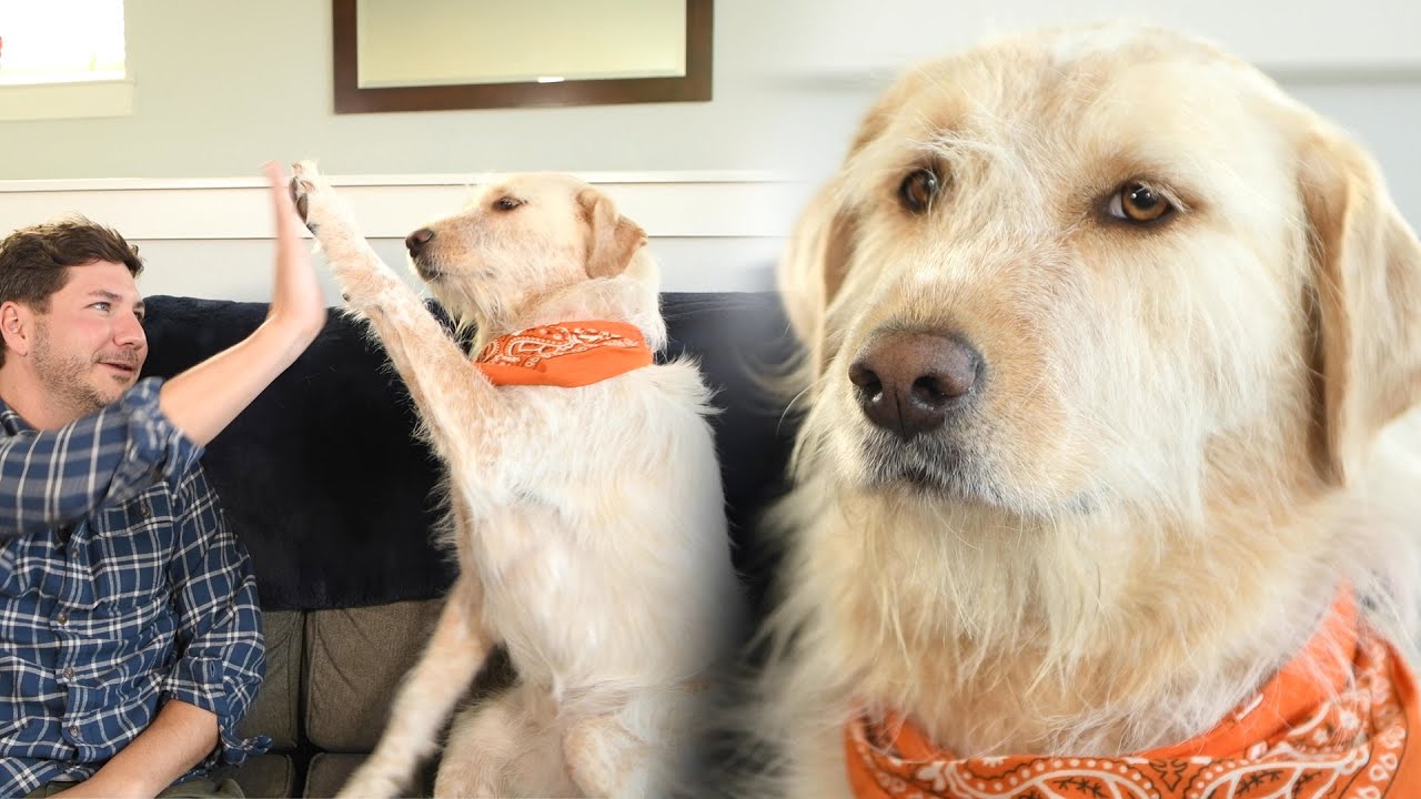 Bond with dog inspires fur-free fashion around world