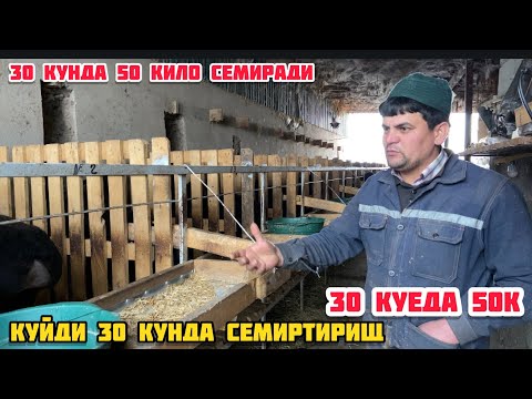 Video: Панеер мени семиртеби?