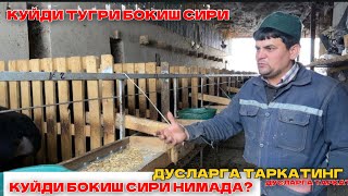 видео: КУЙ БОКИШ БИЗНЕСИ 30 КУНДА КУЙ 50 КИЛО СЕМИРАДИ НОЛЬ ДАН ШУ ДАРАЖАГА КЕЛИШНИ УЗИ БУМАЙДИ ШОК 2022 2ф картинка: КУЙ БОКИШ БИЗНЕСИ 30 КУНДА КУЙ 50 КИЛО СЕМИРАДИ НОЛЬ ДАН ШУ ДАРАЖАГА КЕЛИШНИ УЗИ БУМАЙДИ ШОК 2022 2ф