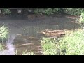 Small Fish Turtle 16th June 2025 At Around 16 07 Fish S Name Small Fish Turtle 16th June 2025 At Around 16 07 Fish S Name