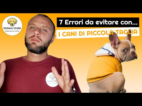 Video: 7 proprietari di gatti di Life Hacks ameranno