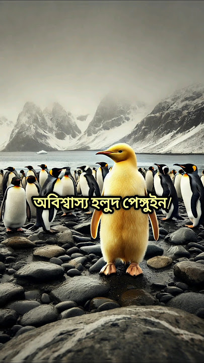 প্রথমবারের মতো দেখা গেলো বিরল হলুদ পেঙ্গুইন! || Yellow penguin 😱 || MystEcho Tales    #rarepenguin