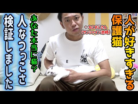 【池崎保護猫ライフ】人になつきすぎる保護猫ふうちゃんらいちゃん・猫じゃない説を検証〜水曜日のねこおじさん〜