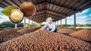 Macadamia nuts Making Process | How Macadamia Nuts Are Made