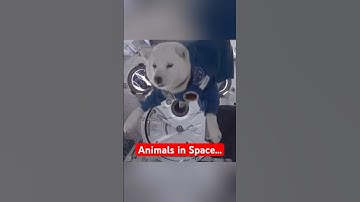 How Animals React in Zero Gravity