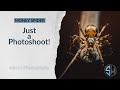 Just a Photoshoot - Money Spider Macro Photography!