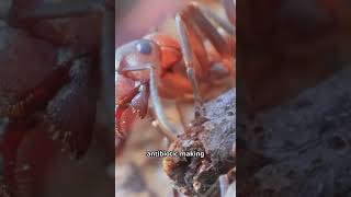 part 2:The strangest behaviors of strange animals