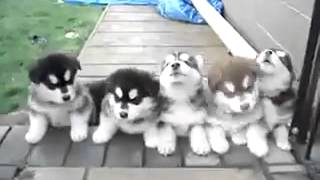puppies husky or malamute ?! by Ani P. 30 views 8 years ago 8 seconds