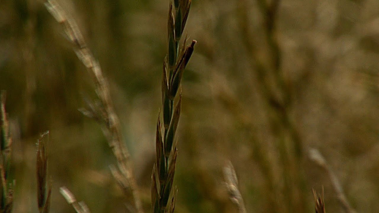 ergot parazita vagy sem