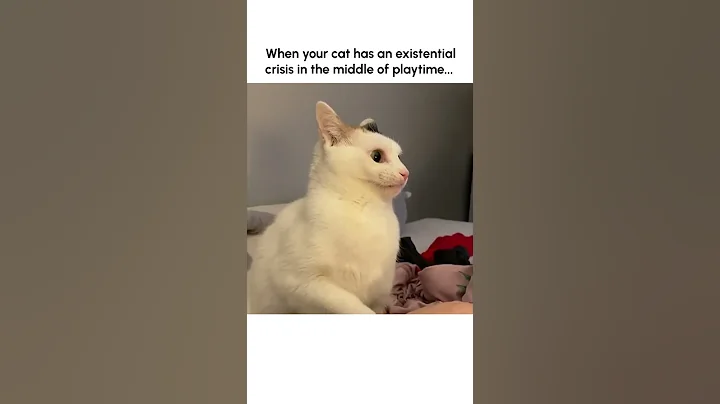 Hilarious Cat Has Existential Crisis After Biting Pet Parent! - DayDayNews
