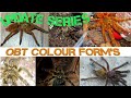 OBT Colour Forms ( Pterinochilus Murinus )