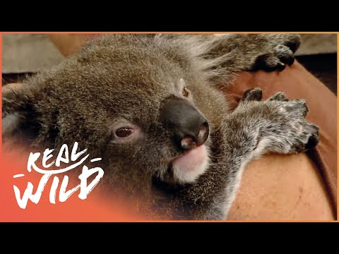 Baby Koala Learns To Make New Friends | Wildlife Nannies | Real Wild