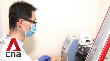 Singapore researchers develop rapid malaria test kit that delivers results in 30 minutes