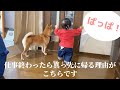 仕事帰りの父を猛ダッシュでお出迎えする柴犬と1歳娘