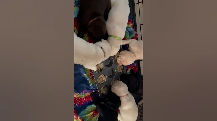 Puppies eating for the first time. Yum