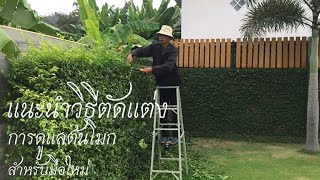 รั้วต้นไม้ ต้นโมก ep.2 ( วิธีตัดแต่ง การดูแล ) | kai siamrut