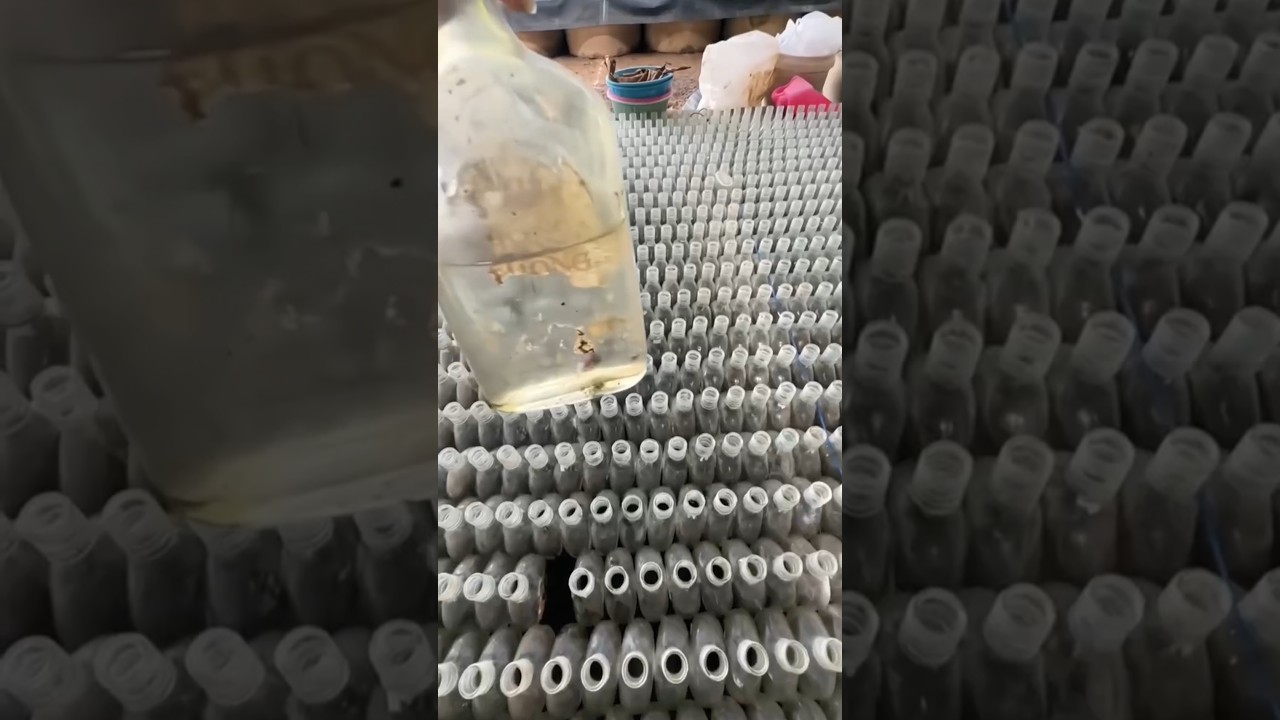 Betta Fish Farm: Unique Farming with Individual Bottles for Each Fish 👀