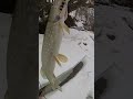ЩУКА НА МАНДУЛУ. Спиннинг весной. МОСКВА-РЕКА