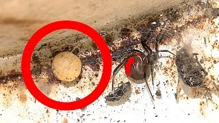 Mrs Cows Judgement Day Spider & Egg Sac Removal EDUCATIONAL VIDEO