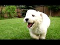 Cute Dogs &amp; Puppies | #Dogs | #Puppies | Yash Arts Channel | @yashpatwardhan