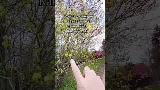Жужжат 🐝😉🐝 | РКИ