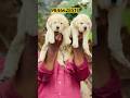Labrador puppies available in kerala #shorts