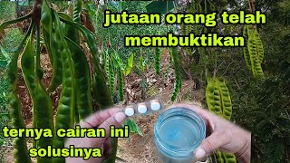 bikin kaget jutaan orang || atasi pohon petai sulit berbuah jadi berbuah lebat