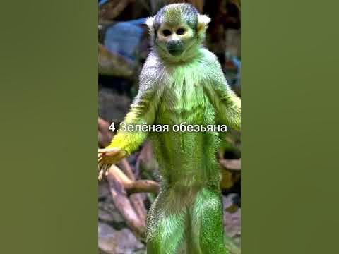 Самая Дорогая Вещь в МИРЕ! #Shorts - YouTube