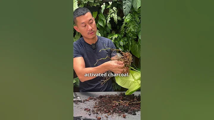 How To divide Anthurium By Stem Cutting