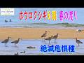 海辺の6羽のホウロクシギ 春の渡り 4K