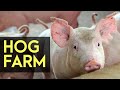 Hog Farm: Backyard Hog Fattening - FULL Version | Agribusiness How It Works