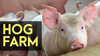 Hog Farm: Backyard Hog Fattening - FULL Version | Agribusiness How It Works