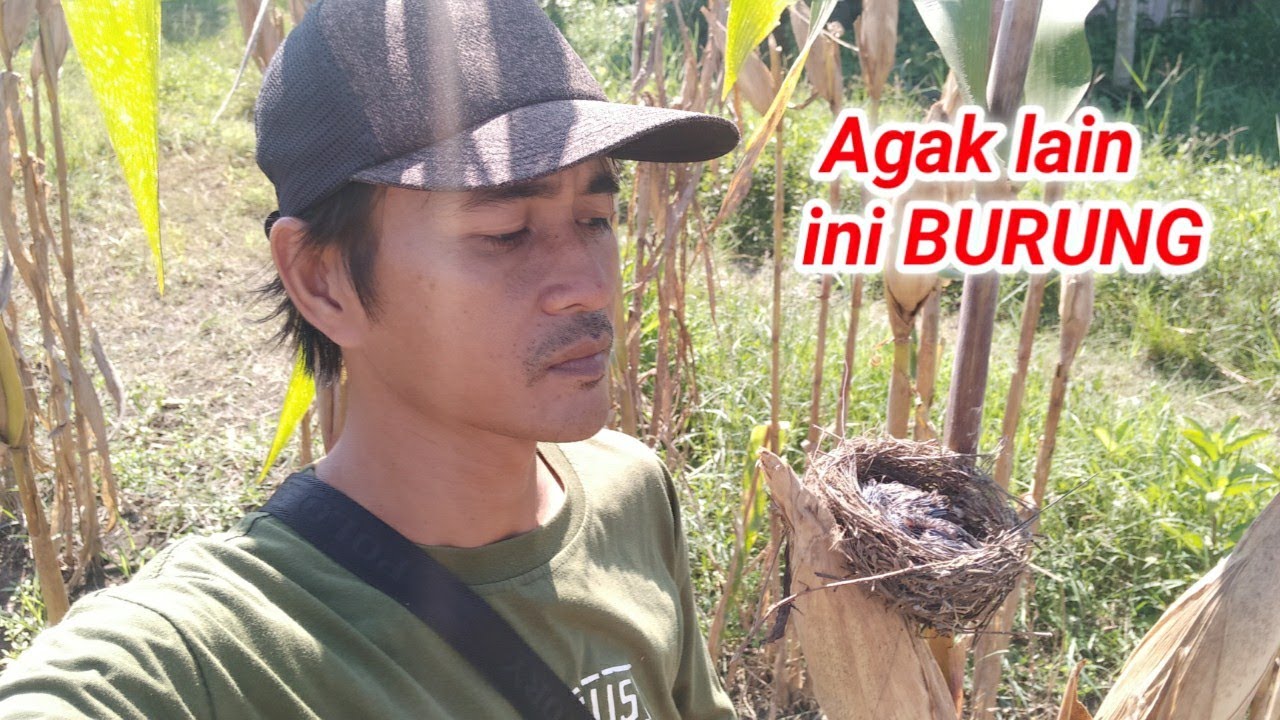 sulit ketemu model begini, burung apa ini