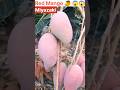 Miyazaki Mango Japanese Mango Expensive ЁЯен Shorts Fruit Trending Miyazaki Mango Japanese Mango Expensive ЁЯен Shorts Fruit Trending