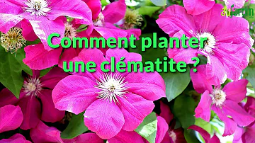 Quelle terre pour planter clématite ?