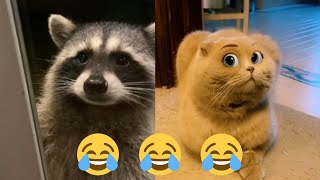 Смешные животные, которые поднимут твое настроение 😄 Funny animals that will cheer you up