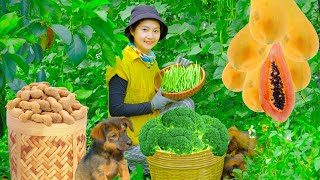 Harvesting STRING BEANS, GIANT CLAM, PEANUT Goes To Market Sell - Gardening, Cooking, Daily life