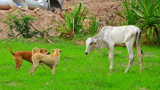 ទេសភាពស្រុកស្រែ នារដូវវស្សារ